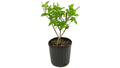 2 Gal Hydrangea Strawberry Sundae Tree