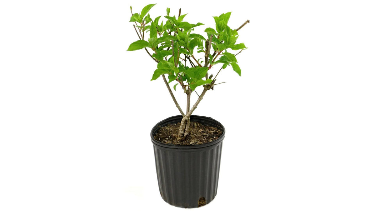 2 Gal Hydrangea Strawberry Sundae Tree