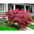 3 gal. Crimson Queen Dwarf Japanese Maple Tree with Attractive Crimson Foliage and Weeping Limbs