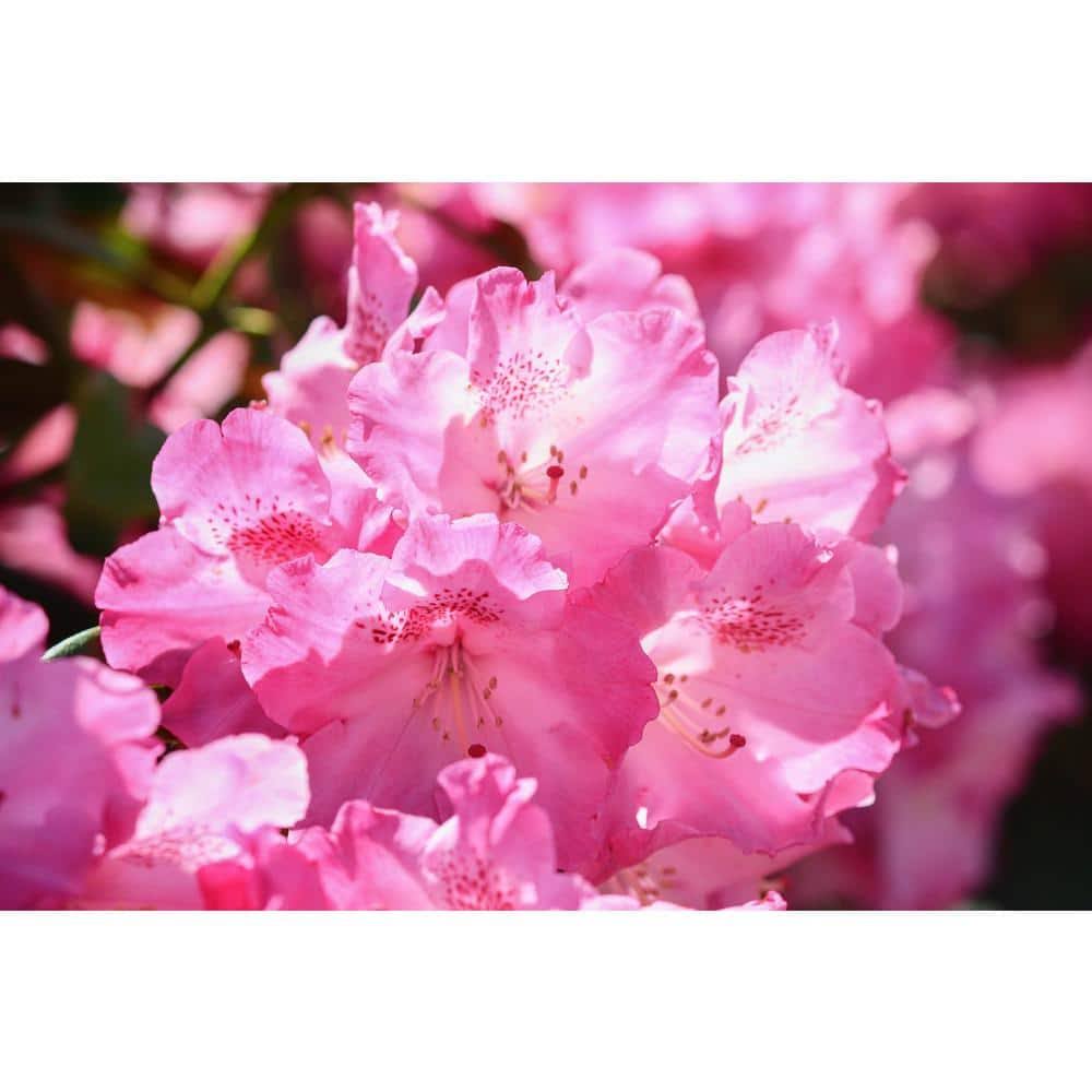 Online Orchards 1 gal. PJM Compact Rhododendron Shrub Profuse Lavender Blossoms Light Up Across Green Foliage Very Cold Hardy