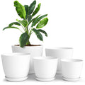 Pack of 5 Plastic Planters with Drainage | adamsbargainshop