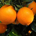 3-4 ft. - Navel Orange Tree - Get A Lifetime of Oranges Anywhere in The Country, Outdoor Plant | Brighter Blooms