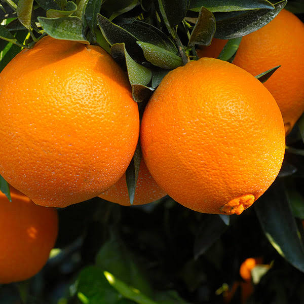 3-4 ft. - Navel Orange Tree - Get A Lifetime of Oranges Anywhere in The Country, Outdoor Plant | Brighter Blooms