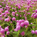 Outsidepride Gomphrena Rose - 1000 Seeds
