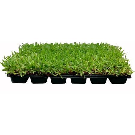 St. Augustine Palmetto 36 Live Extra Large Grass Plugs Drought, Salt & Shade Tolerant Turf Sod, Size: 9 Plugs