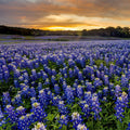 Outsidepride Texas Bluebonnet Wild Flower Seed - 1/4 lb