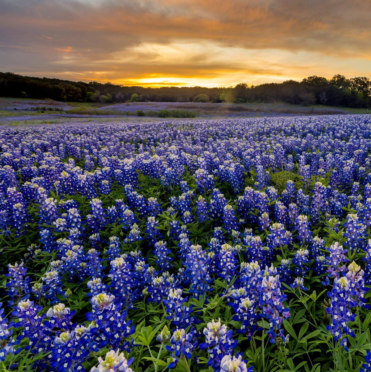 Outsidepride Texas Bluebonnet Wild Flower Seed - 1/4 lb