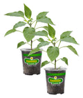 Bonnie Plants Red Bell Pepper 19.3 oz. 2-Pack