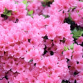 National Plant Network 2.25 gal. Pink Ruffles Azalea Plant