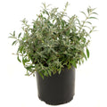 National Plant Network 2.5 Qt. True Blue Buddleia Plant