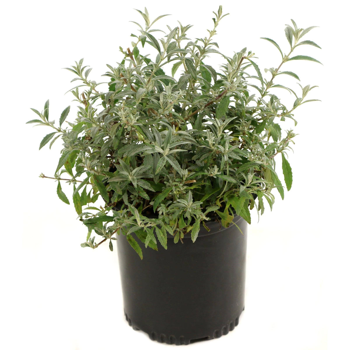 National Plant Network 2.5 Qt. True Blue Buddleia Plant