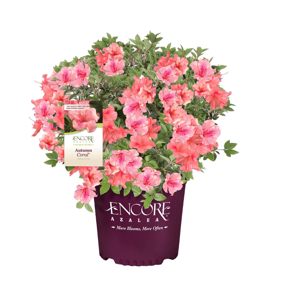 Encore Azalea Autumn Coral Shrub 2 Gallon