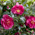 Southern Living Plants October Magic Ruby Camellia 2.5 qt, Red