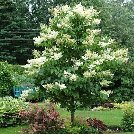 Brighter Blooms - Ivory Silk Japanese Lilac Tree, 6-7 ft. - No Shipping to AZ
