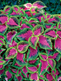 Burpee Watermelon Coleus Seeds 25 Seeds
