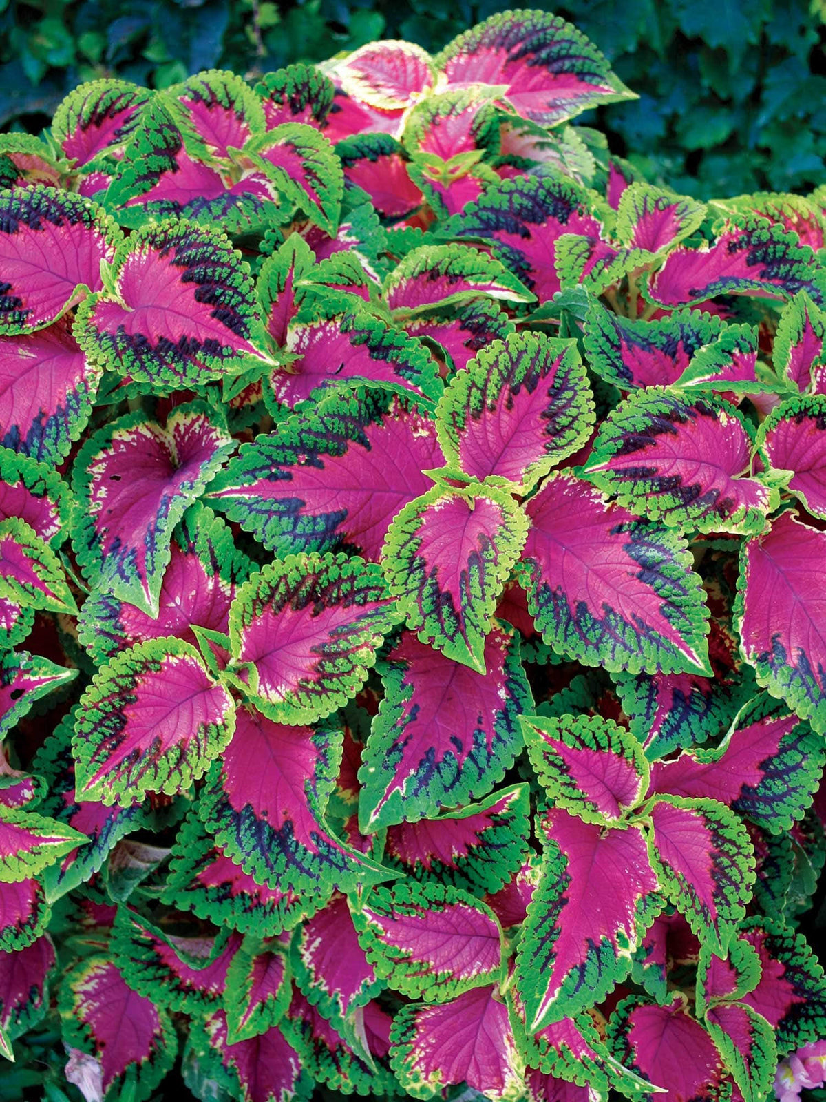 Burpee Watermelon Coleus Seeds 25 Seeds