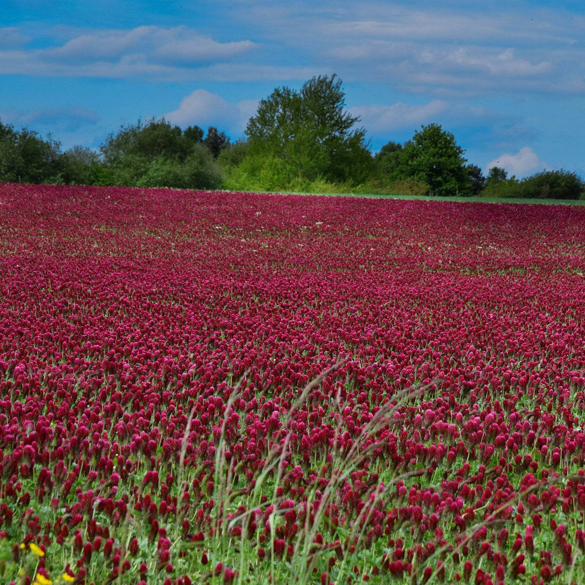 Outsidepride Crimson Clover Seed: Nitro-Coated Inoculated - 2 lbs