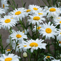 Outsidepride Chrysanthemum Shasta Daisy Seed - 1/4 lb
