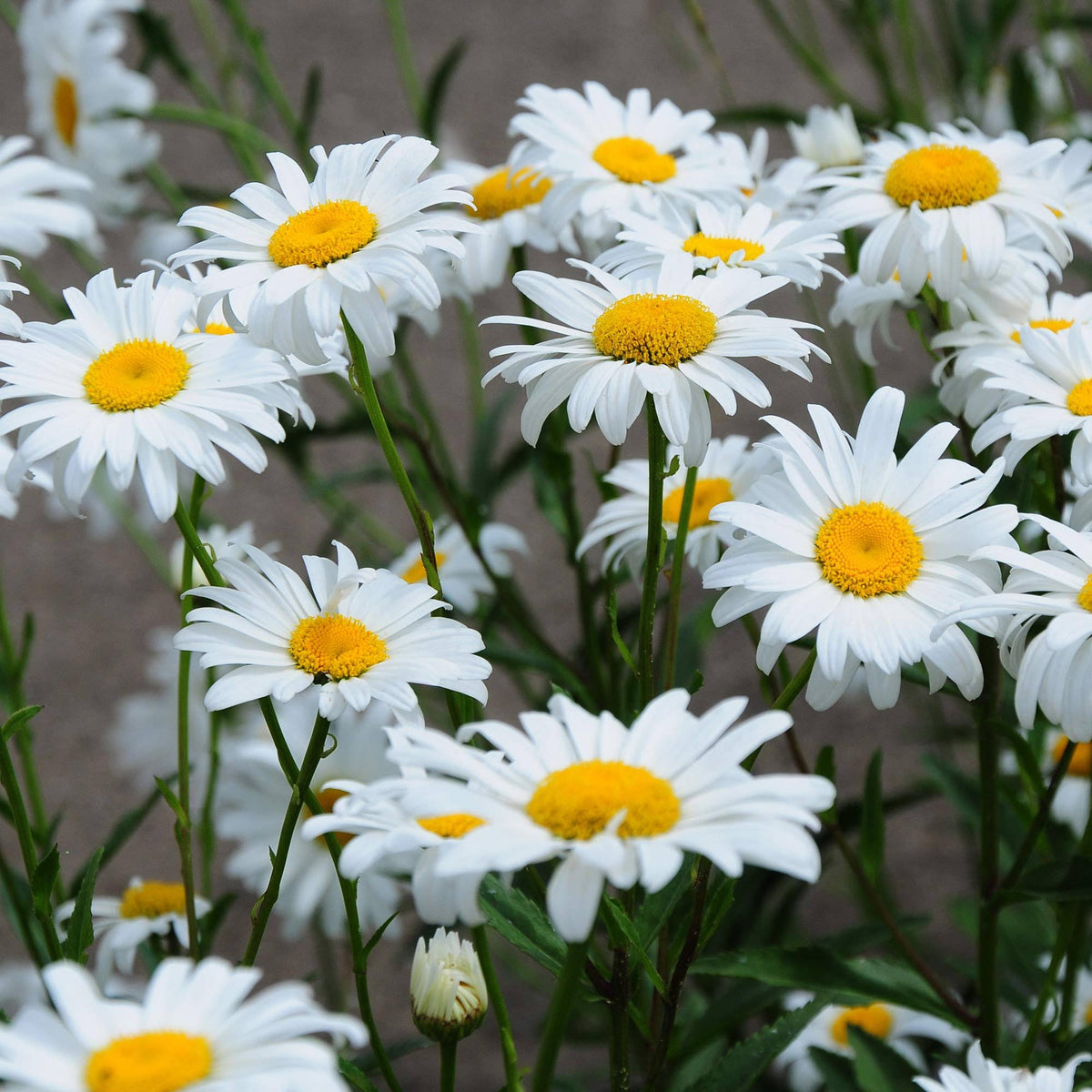 Outsidepride Chrysanthemum Shasta Daisy Seed - 1/4 lb