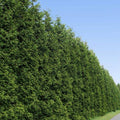 Thuja Green Giant Tree - Fast Growing Evergreen Privacy Trees - Cannot Ship to AZ , 2-3 ft.