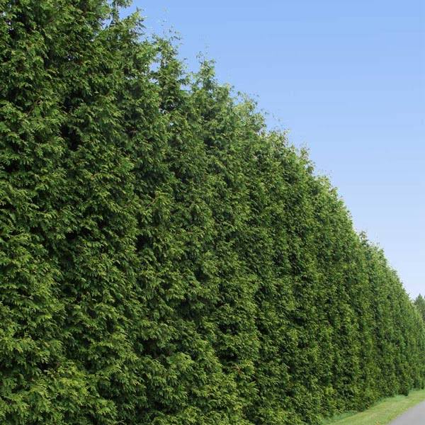 Thuja Green Giant Tree - Fast Growing Evergreen Privacy Trees - Cannot Ship to AZ , 2-3 ft.