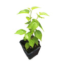 Dwarf Mulberry Plant in A 4 in. Pot