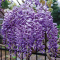 Japanese Wisteria Dormant Bare Root Vine, 1-Pack