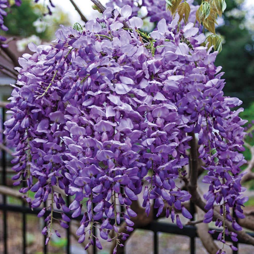 Japanese Wisteria Dormant Bare Root Vine, 1-Pack