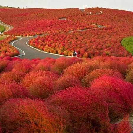 Outsidepride Burning Bush - 10000 Seeds