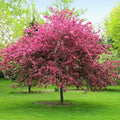 3-4 ft. - Prairifire Crabapple Tree - A Fiery Explosion of Vibrant Blossoms in Springtime | Brighter Blooms