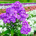 Goliath Tall Garden Purple Flowering Phlox Dormant Bare Root Perennial Roots (5-Pack)