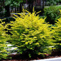 3 Gallon - Sunshine Ligustrum Privet Hedge - Electrifying Year-Round Vibrant Yellow Foliage Outdoor Plant | Brighter Blooms