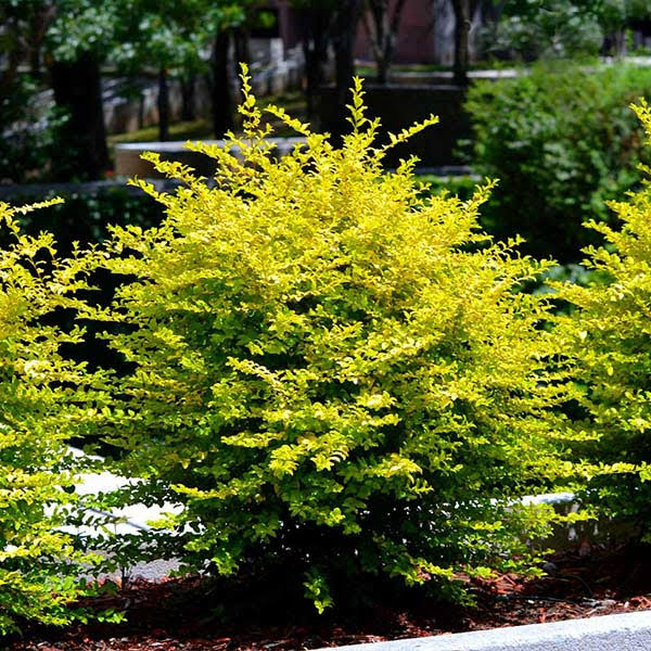 3 Gallon - Sunshine Ligustrum Privet Hedge - Electrifying Year-Round Vibrant Yellow Foliage Outdoor Plant | Brighter Blooms