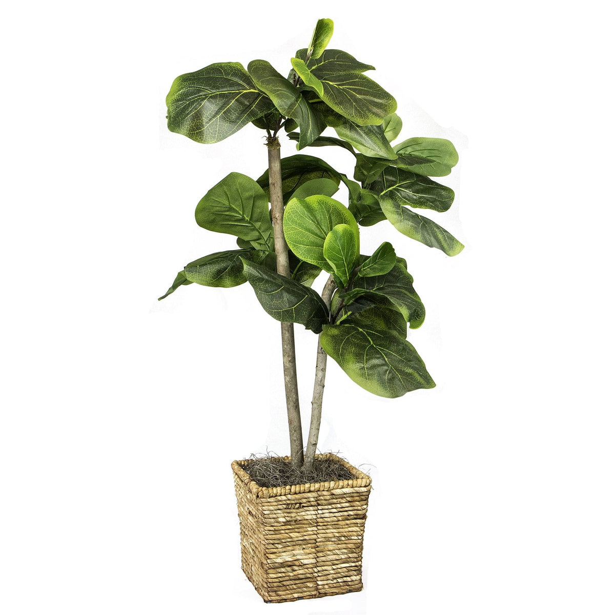 Fresh Look Silks Mini Fig Tree with Basket - 40 in