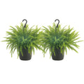 Costa Farms Home Dcor, Premium Live Boston Fern Hanging Basket, 2-Pack, Direct