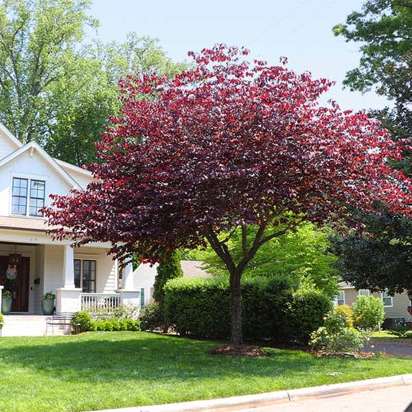 Brighter Blooms - Forest Pansy Redbud, 3-4 ft. - No Shipping to Az,or