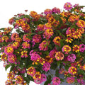2.5 in. Lantana Bloomify Passionfruit Plant (3-Pack)