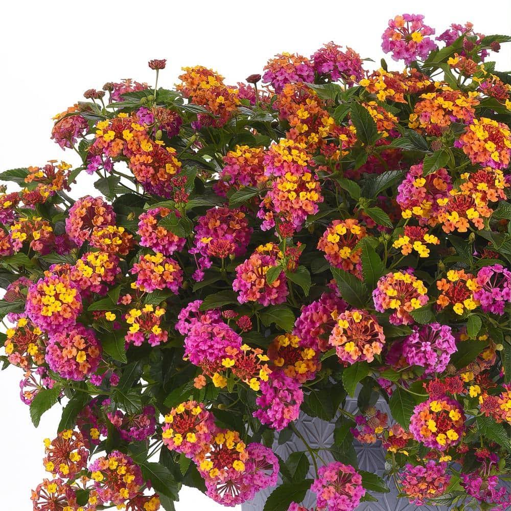 2.5 in. Lantana Bloomify Passionfruit Plant (3-Pack)