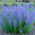 Blue Jean Baby Russian Sage Pp29281