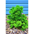 1 gal. Dwarf Hinoki Cypress Shrub with Deep Green Coniferous Evergreen