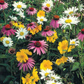 Shade Loving Wildflower Seed Mixture (300 Seed Packet)