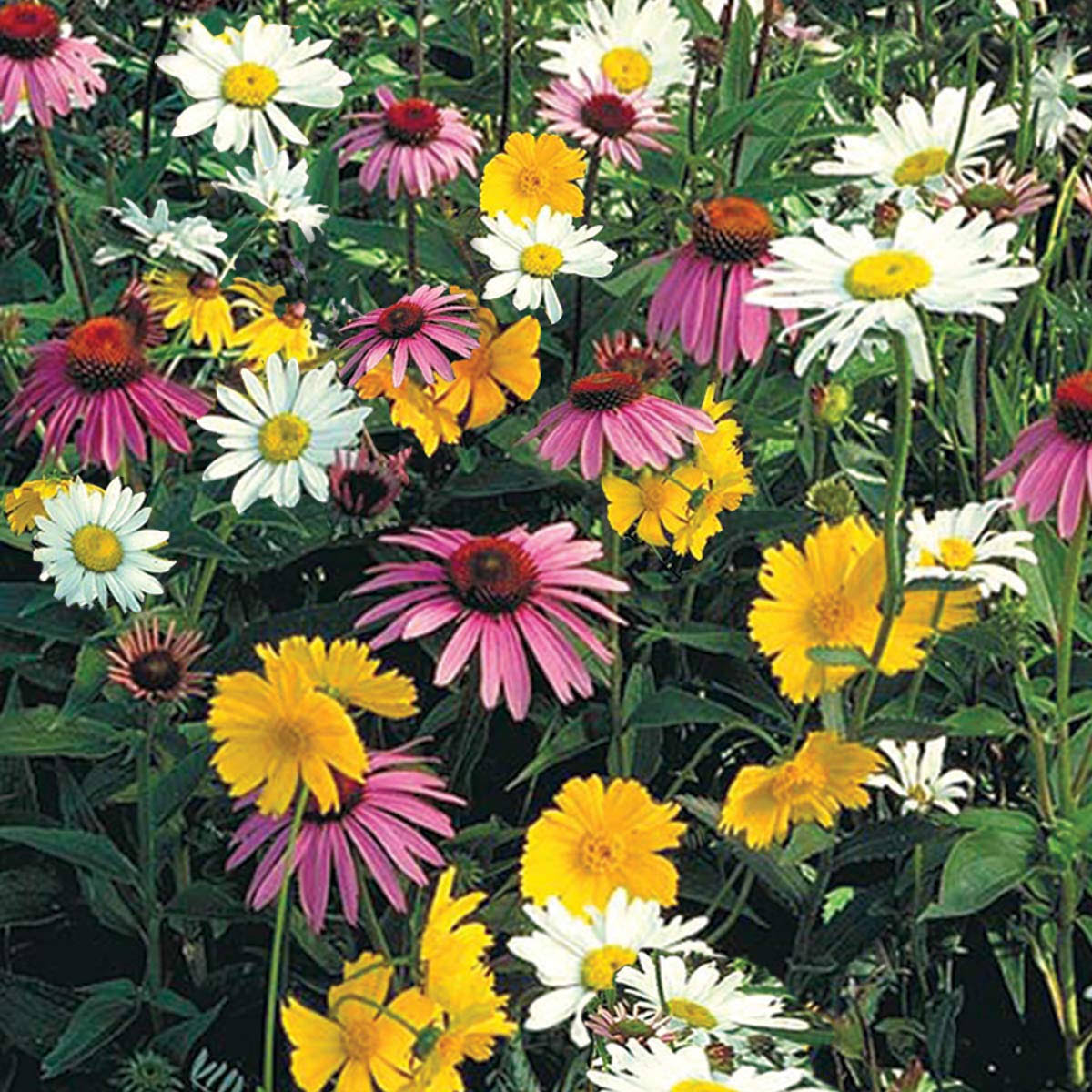 Shade Loving Wildflower Seed Mixture (300 Seed Packet)