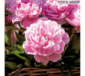 Van Zyverden Peonies Sarah Bernhardt Set of 6 Roots, Pink
