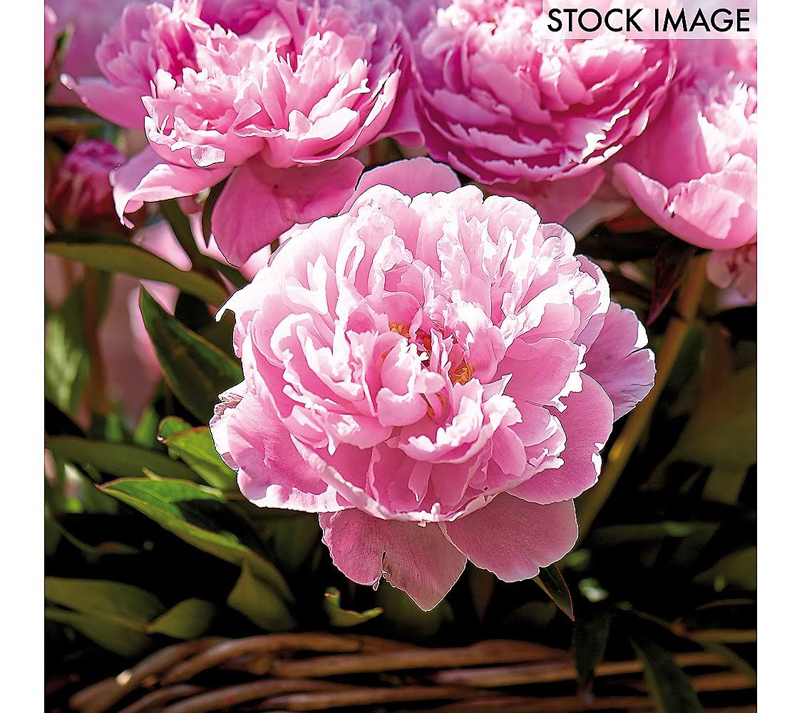 Van Zyverden Peonies Sarah Bernhardt Set of 6 Roots, Pink