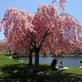 Brighter Blooms - Pink Weeping Cherry Tree, 3-4 ft. - No Shipping to Az,ca,wa